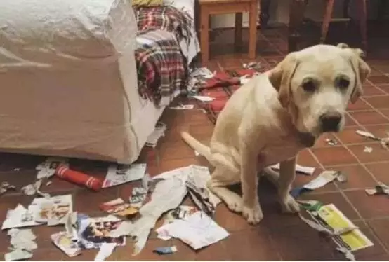 狗狗犯錯後表現出的委屈臉並不是內疚,愛狗先要了解它