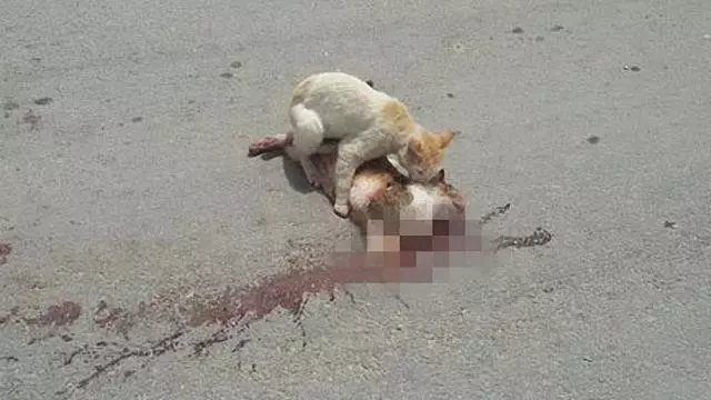 同伴出了車禍,貓努力把同伴移到路邊,默默守著它