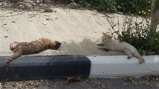 同伴出了車禍,貓努力把同伴移到路邊,默默守著它
