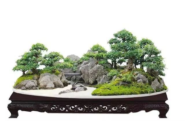 盆景提根技巧,充滿滄桑感!後期怎麼養護呢?