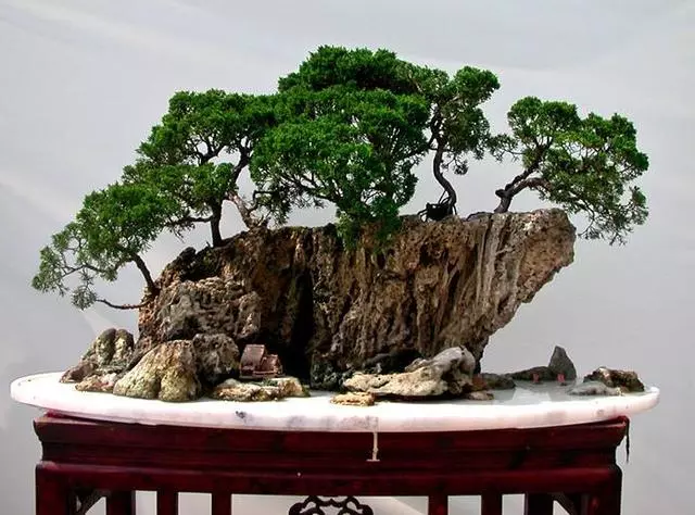 盆景提根技巧,充滿滄桑感!後期怎麼養護呢?