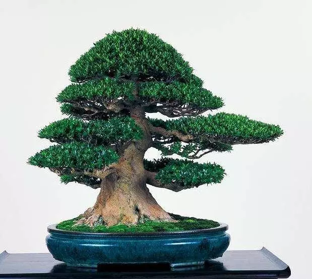 養好盆景不簡單,盆景「四德」你瞭解嗎?