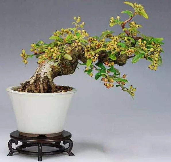 養好盆景不簡單,盆景「四德」你瞭解嗎?