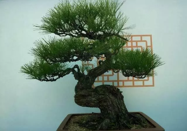 養好盆景不簡單,盆景「四德」你瞭解嗎?