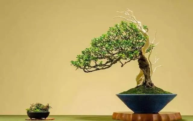 養好盆景不簡單,盆景「四德」你瞭解嗎?