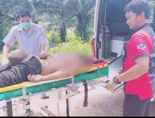 象、狗吵架 主人勸架被象踩死