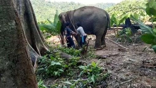 象、狗吵架 主人勸架被象踩死