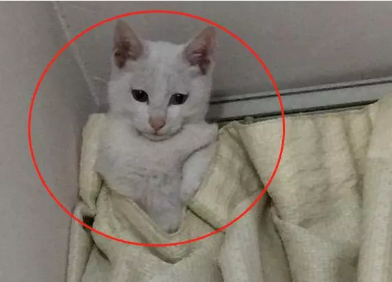 網友:聽說有了小孩不能養貓?鏟屎官:不能,貓會被小孩玩壞!& 撿的流浪貓不見了,網友急哭,抬頭卻發現貓在這兒!