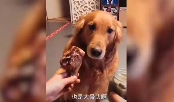 「大骨頭和臭豆腐」選一個？二哈的爆笑選擇，最終還是沒讓觀眾失望啊...