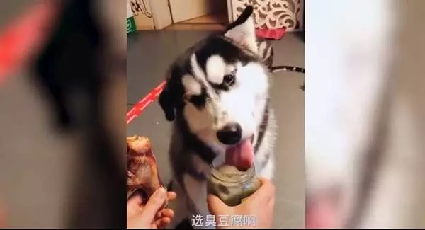「大骨頭和臭豆腐」選一個？二哈的爆笑選擇，最終還是沒讓觀眾失望啊...