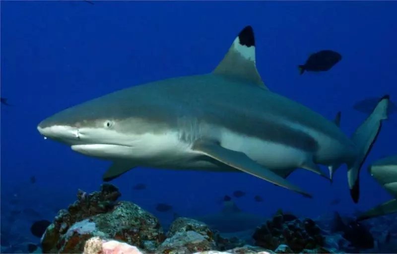 大馬Cafe養鯊魚引發線民罵戰!線民大怒: 放過 Baby Shark!