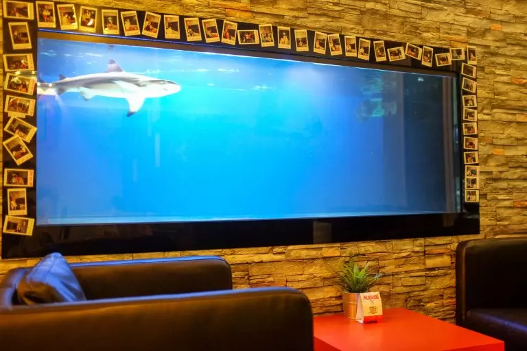 大馬Cafe養鯊魚引發線民罵戰!線民大怒: 放過 Baby Shark!