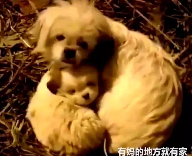 相依為命的流浪狗母子,在深夜裡瑟瑟發抖,它們該何去何從?