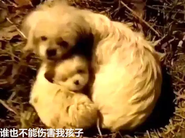 相依為命的流浪狗母子,在深夜裡瑟瑟發抖,它們該何去何從?