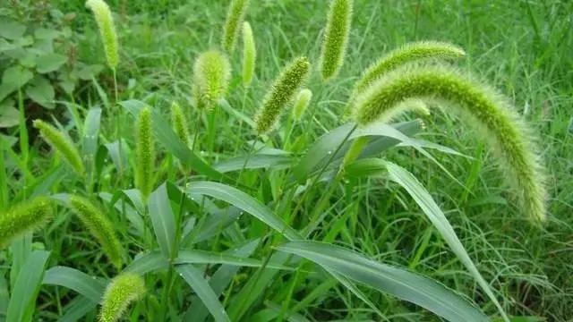 小時候常摘來玩的狗尾草,是治病良藥,一種吃法對眼睛有好處