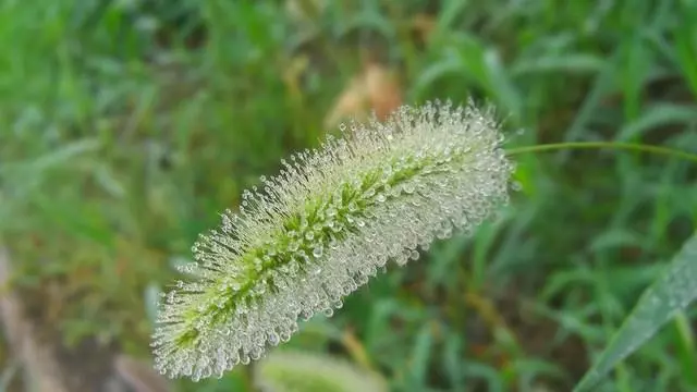 小時候常摘來玩的狗尾草,是治病良藥,一種吃法對眼睛有好處