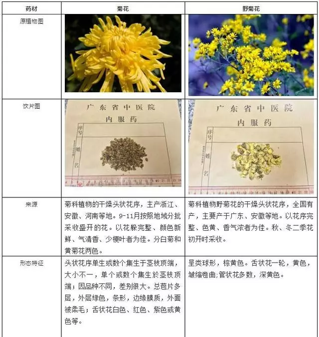 菊花和野菊花,其實功效大不同!這麼多年一直吃錯了
