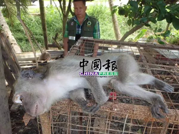 鵲鴝 鸚鵡 長尾獼猴 藏珍稀動物 2男被扣