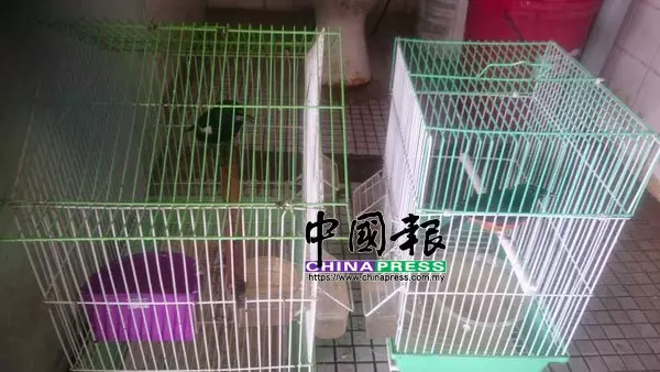 鵲鴝 鸚鵡 長尾獼猴 藏珍稀動物 2男被扣