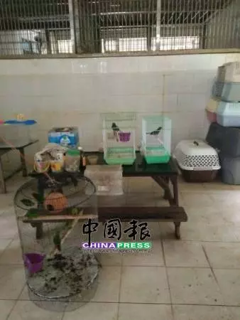 鵲鴝 鸚鵡 長尾獼猴 藏珍稀動物 2男被扣