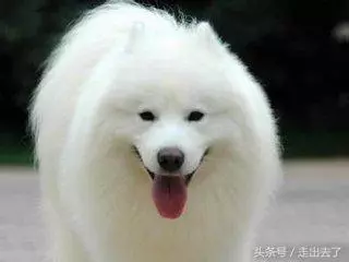 你誰啊？愛犬剃毛回家「阿公阿嬤認不出」　露出招牌微笑：我是薩摩耶啊～