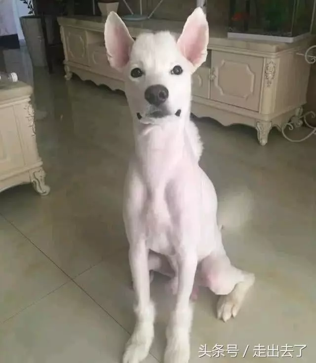你誰啊？愛犬剃毛回家「阿公阿嬤認不出」　露出招牌微笑：我是薩摩耶啊～