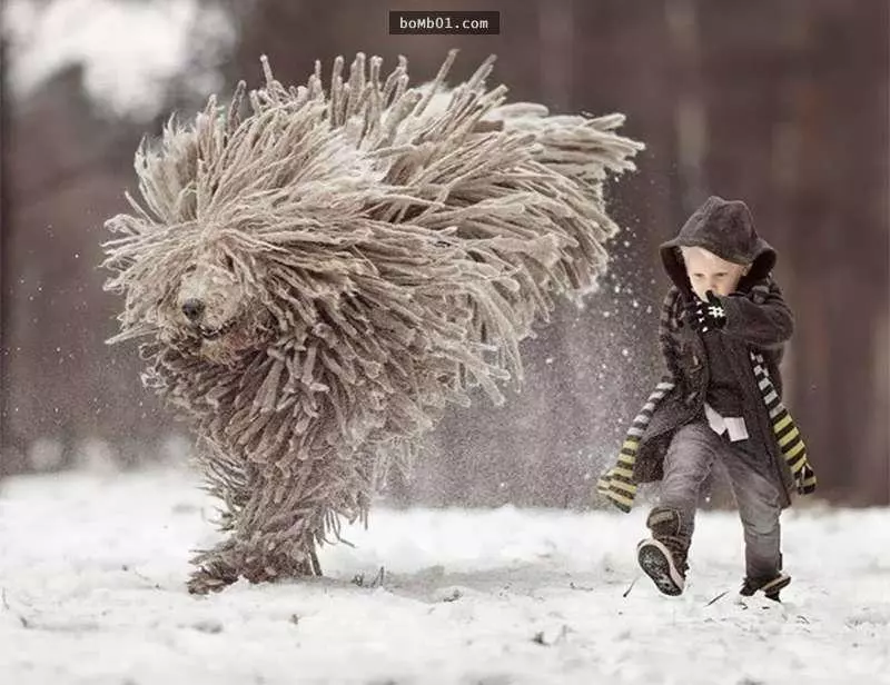長得和拖把超像的狗狗在雪地奔跑,它和小主人玩樂的畫面直接就治癒大家的心啊!