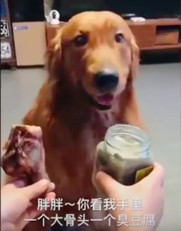 「臭豆腐 VS 肉骨頭」月月的選擇超扯 一旁的貓咪也看傻了眼