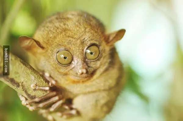 20種稀有神秘的生物,猶如造物者惡作劇的產物,第12種真是極品中的極品…