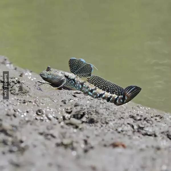 20種稀有神秘的生物,猶如造物者惡作劇的產物,第12種真是極品中的極品…