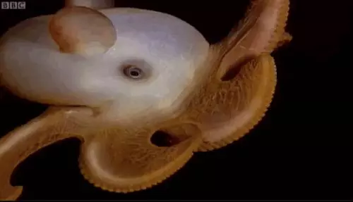 20種稀有神秘的生物,猶如造物者惡作劇的產物,第12種真是極品中的極品…