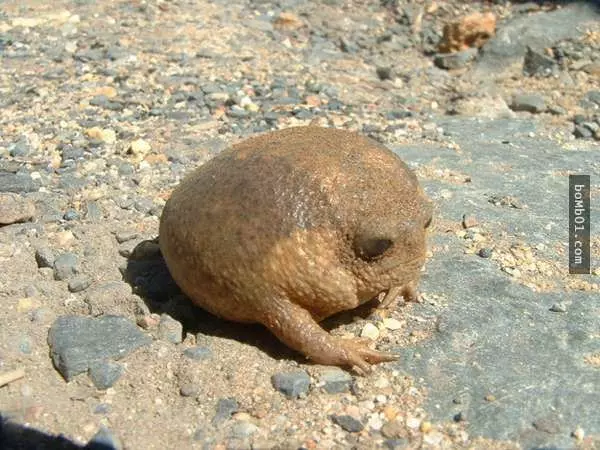 20種稀有神秘的生物,猶如造物者惡作劇的產物,第12種真是極品中的極品…