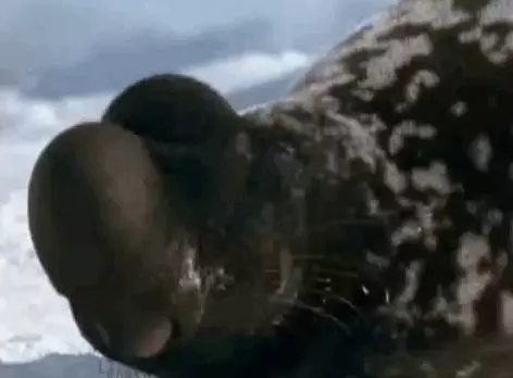 20種稀有神秘的生物,猶如造物者惡作劇的產物,第12種真是極品中的極品…