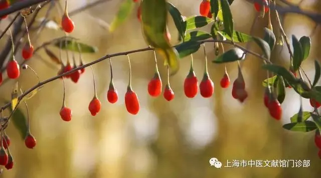 跟風枸杞養生,你真的用對了嗎?中醫告訴你枸杞應該這麼吃效果佳