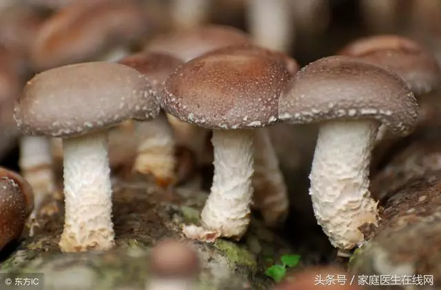 香菇是大自然的饋贈,經常吃它,能享受這9個好處