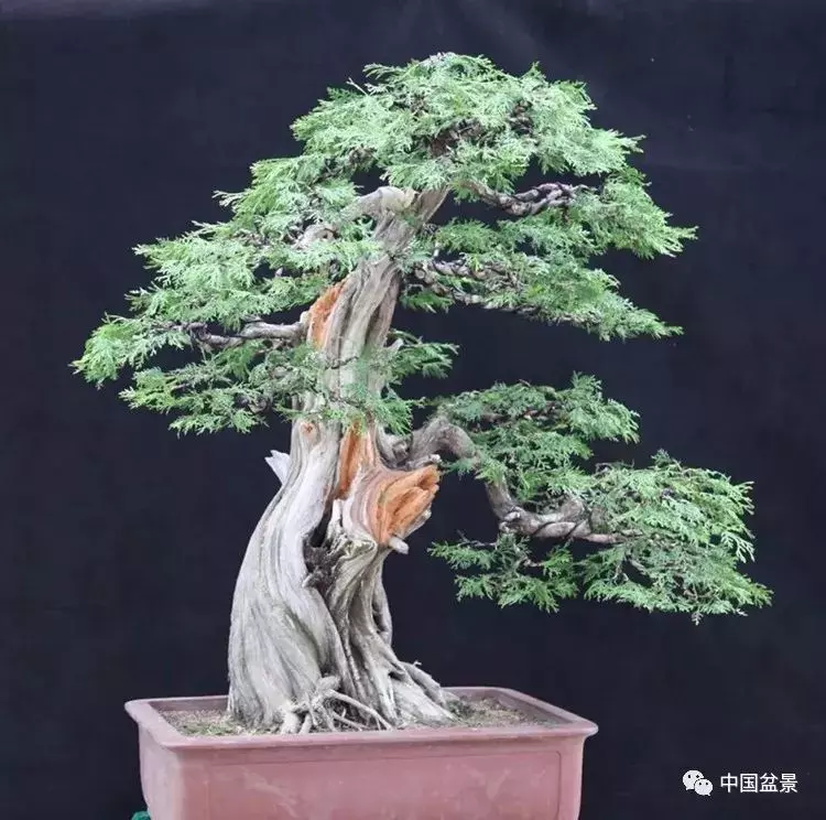 王恆亮大師側柏盆景《枯柏疊翠》製作過程