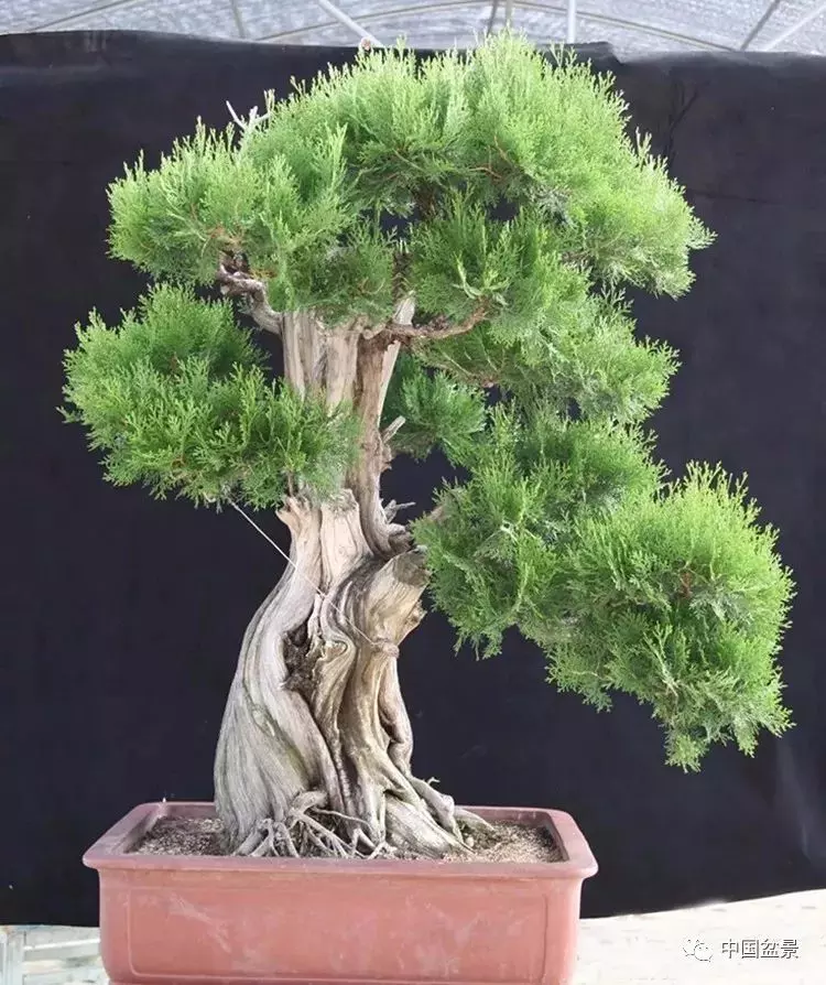 王恆亮大師側柏盆景《枯柏疊翠》製作過程