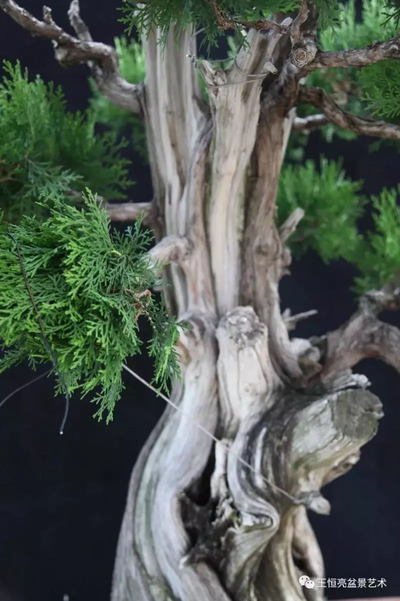 王恆亮大師側柏盆景《枯柏疊翠》製作過程