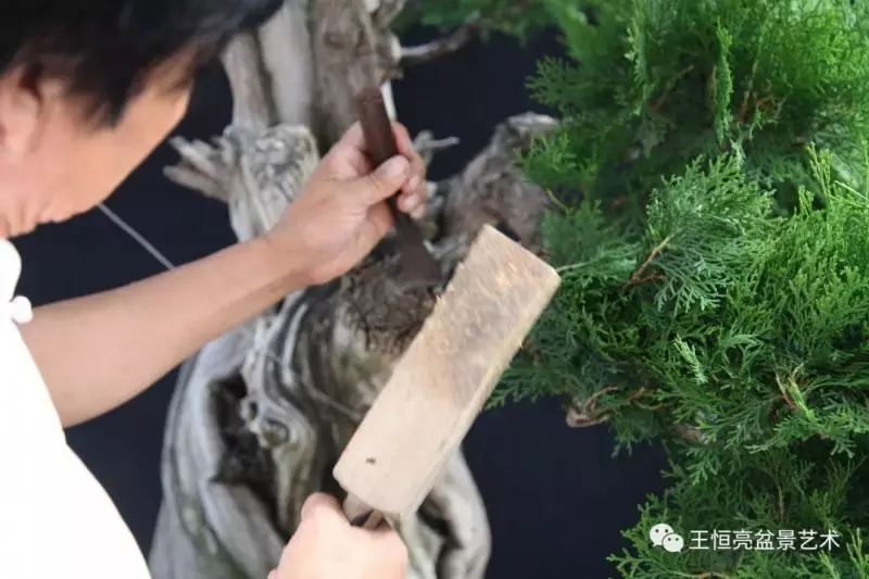 王恆亮大師側柏盆景《枯柏疊翠》製作過程