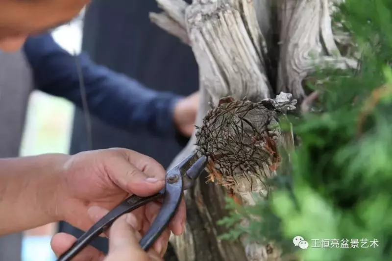 王恆亮大師側柏盆景《枯柏疊翠》製作過程