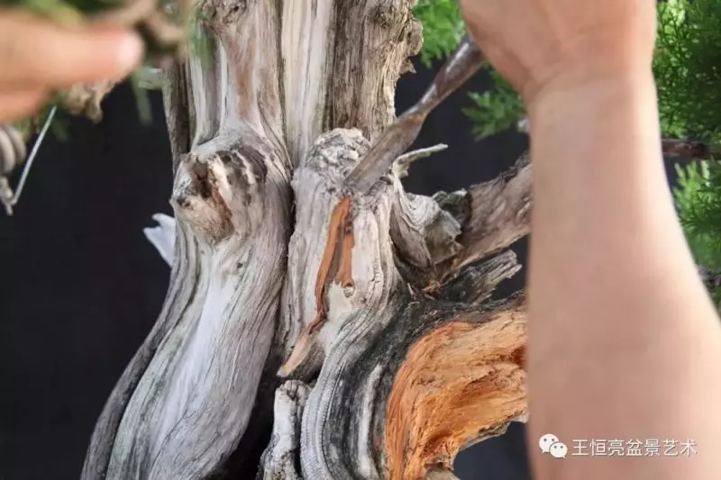 王恆亮大師側柏盆景《枯柏疊翠》製作過程