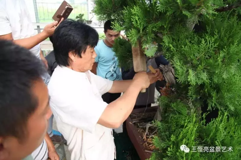 王恆亮大師側柏盆景《枯柏疊翠》製作過程