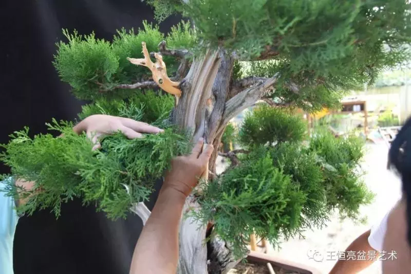 王恆亮大師側柏盆景《枯柏疊翠》製作過程