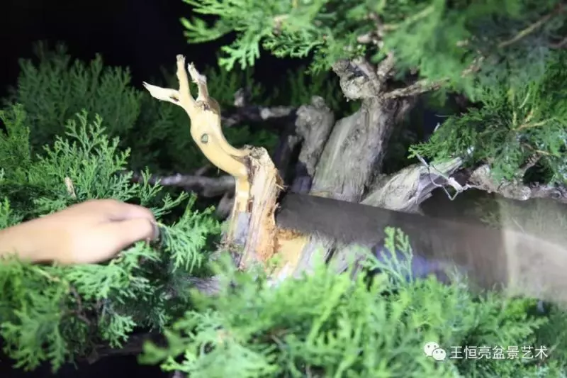 王恆亮大師側柏盆景《枯柏疊翠》製作過程