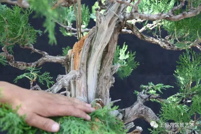 王恆亮大師側柏盆景《枯柏疊翠》製作過程