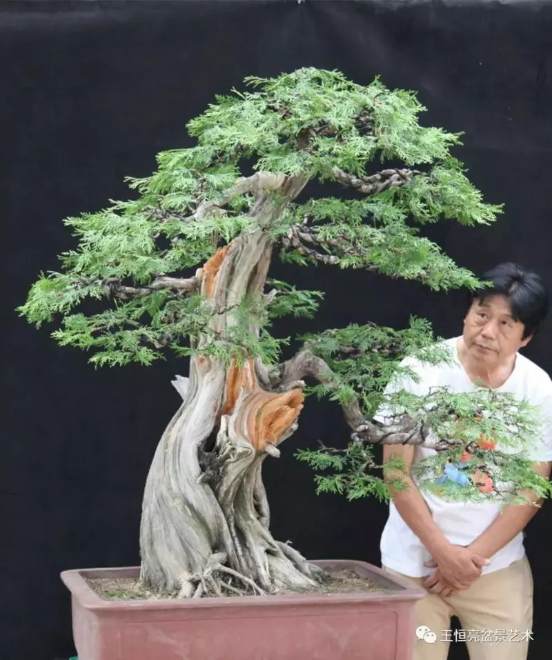 王恆亮大師側柏盆景《枯柏疊翠》製作過程