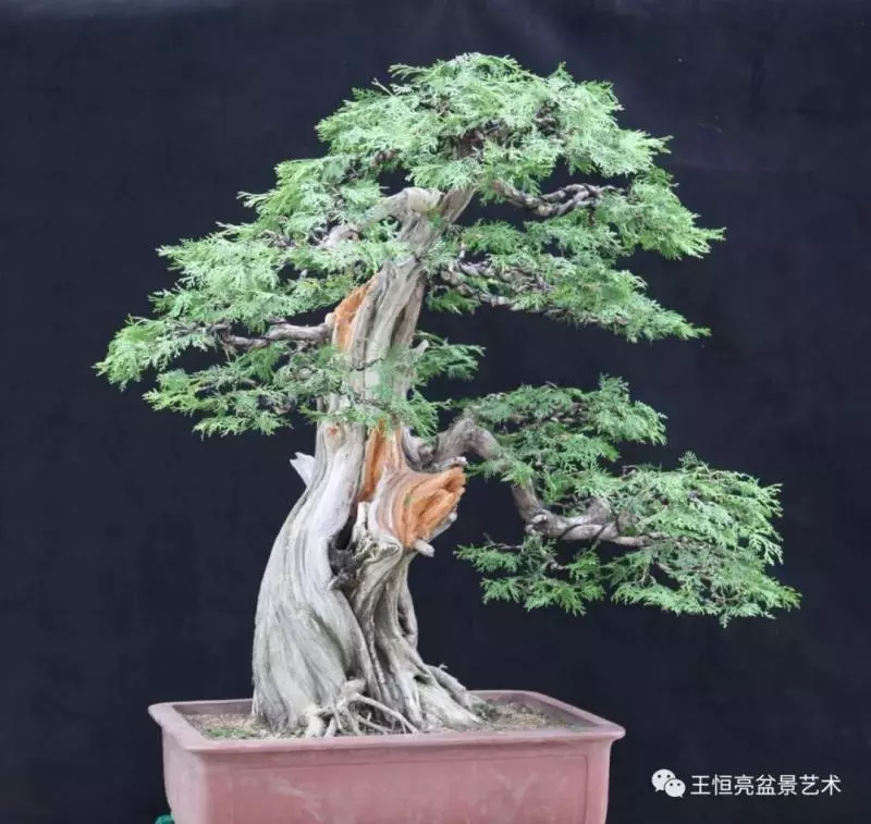 王恆亮大師側柏盆景《枯柏疊翠》製作過程