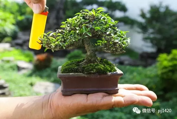 男人玩盆景居然有這麼多好處?