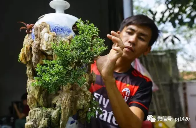 男人玩盆景居然有這麼多好處?