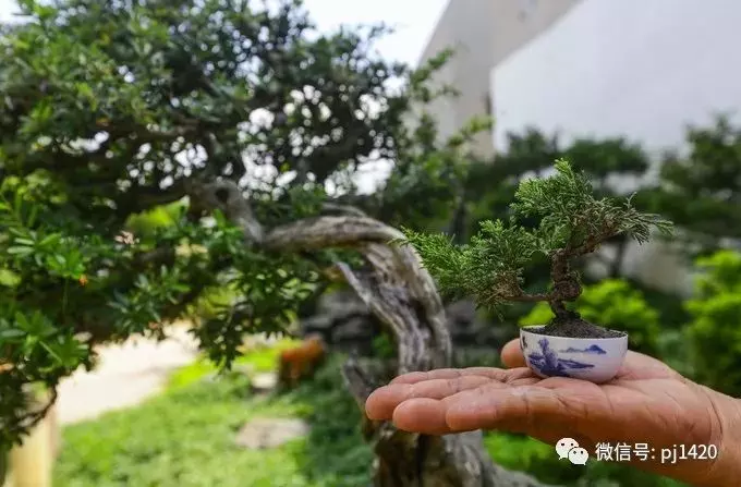 男人玩盆景居然有這麼多好處?